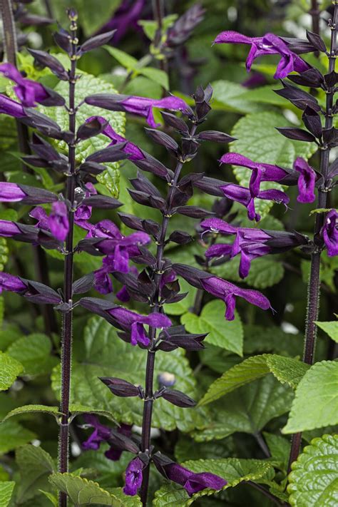 ca Salvia 1-48 of 470 results for "salvia" Results Check each product page for other buying options. . Salvia amazon
